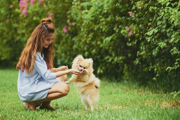 best-ways-to-feed-puppies