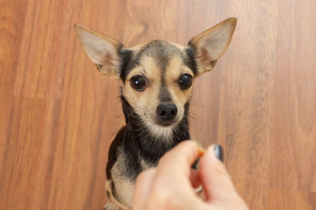 best-ways-to-feed-puppies