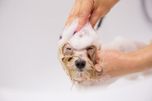 dog-puppy-bathing