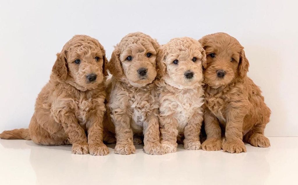 four-miniature-golden-doodle