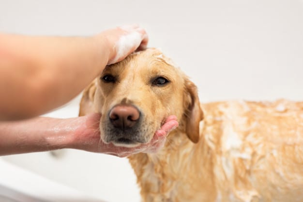 How Often Should I Bathe My Dog