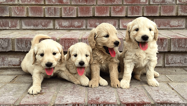 golden-retriever-smartest-dog-breeds