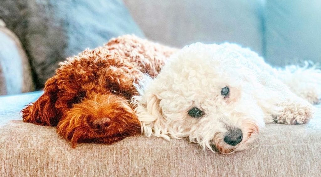 two-miniature-golden-doodle