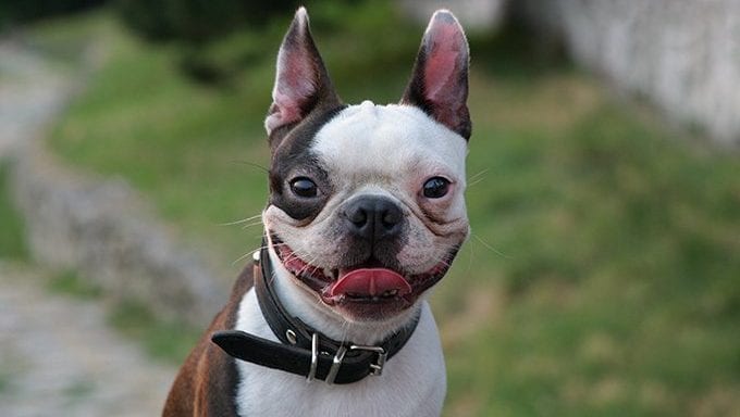 Boston-Terrier