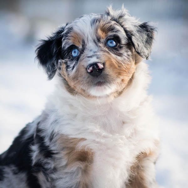 australian-shepherd-smartest-dog-breeds