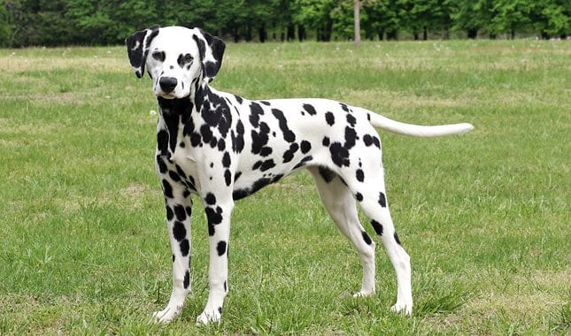 dalmatian dog