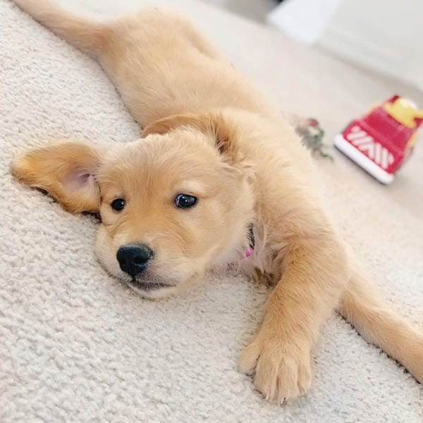 golden-retriever-puppies