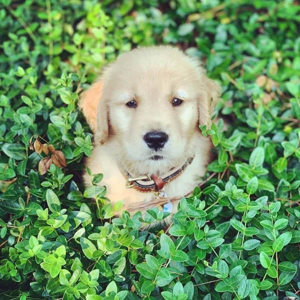 golden-retriever-puppies