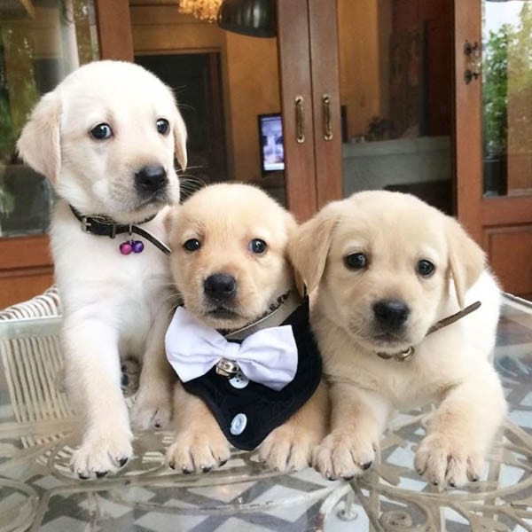 golden-retriever-puppies