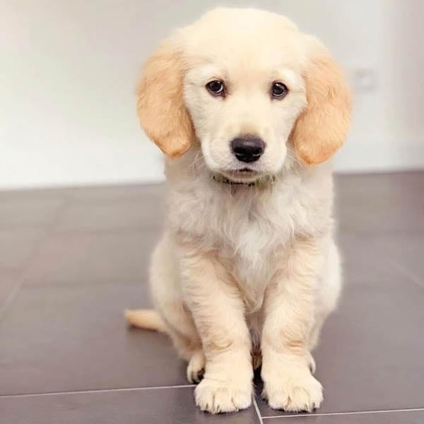 golden-retriever-puppies