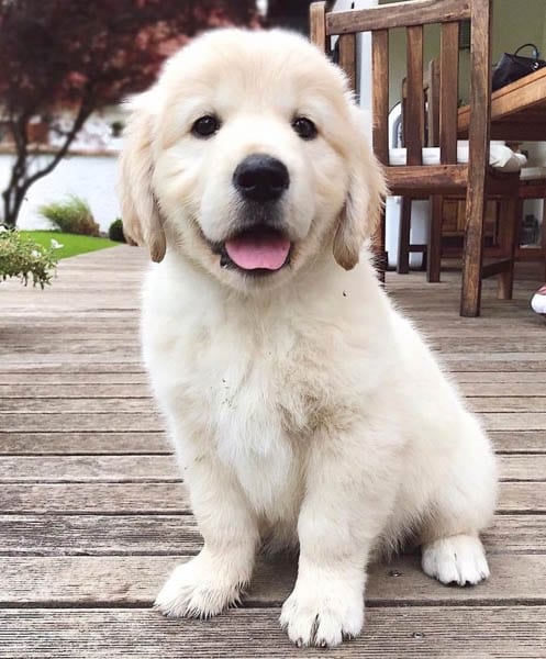 golden-retriever-puppies