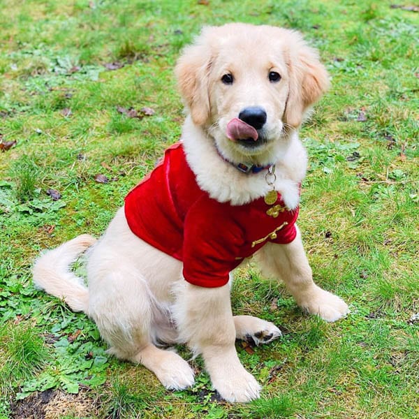 golden-retriever-puppies