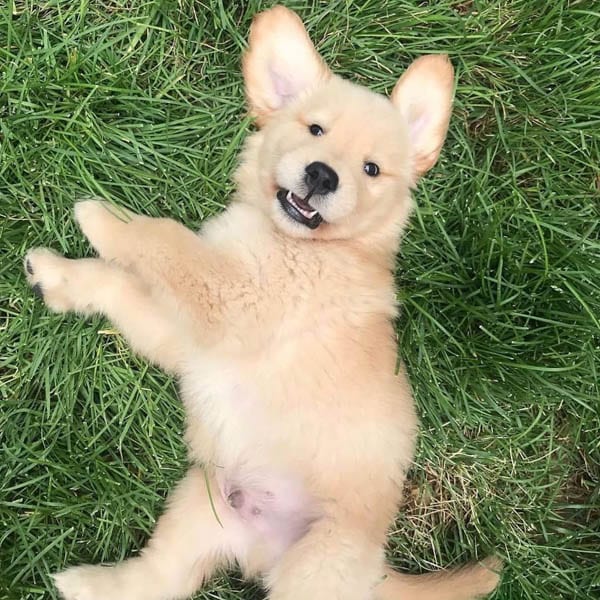 golden-retriever-puppies