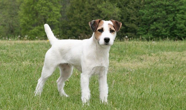 jack-russell-terrier