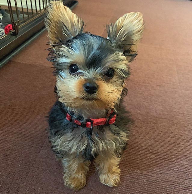 potty-train-a-yorkie-puppy-3