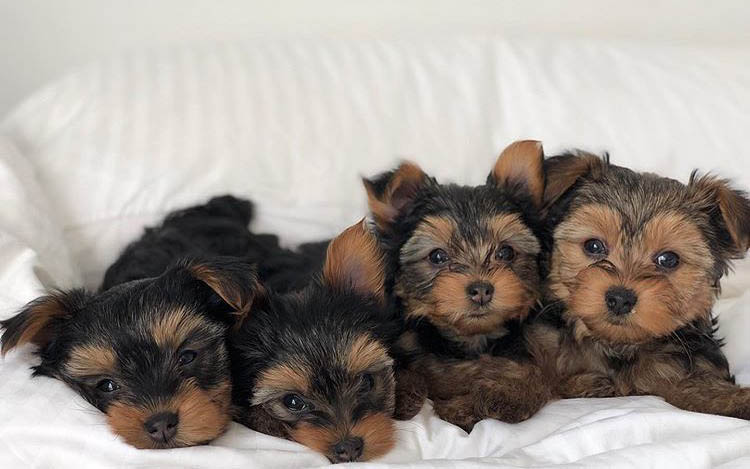 potty-train-a-yorkie-puppy-4