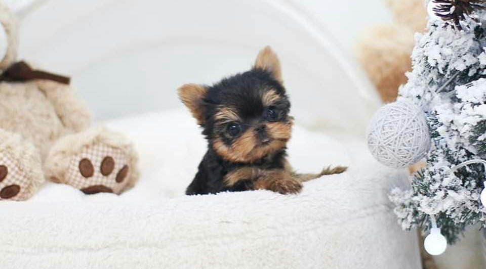 potty-train-a-yorkie-puppy