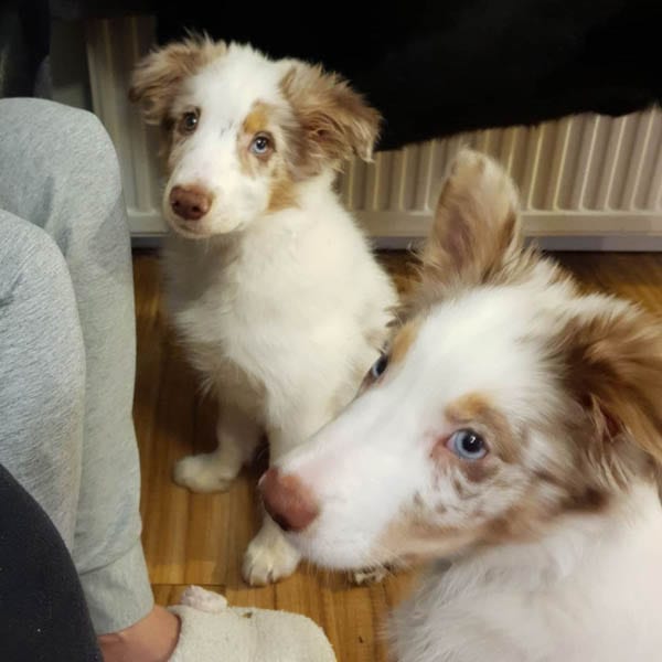 scottish-collie-dogs-with-long-lives