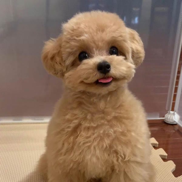 toy-poodle-dogs