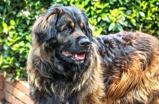 Leonberger-dog-breed