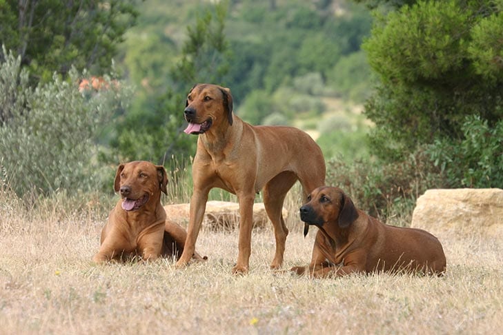 Rhodesian Ridgeback Strongest Dog Breeds