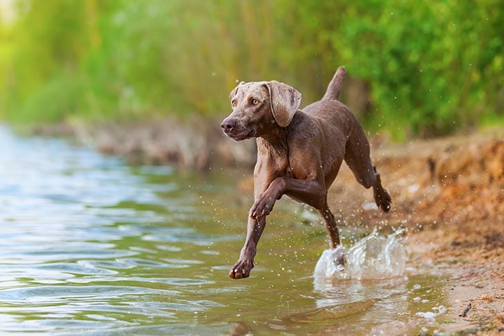 weimaraner-dog-breed- smart-dogs