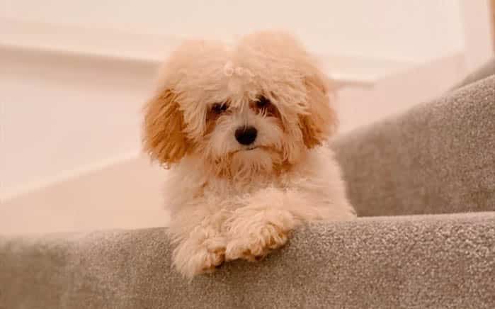 adopt a cavachon 