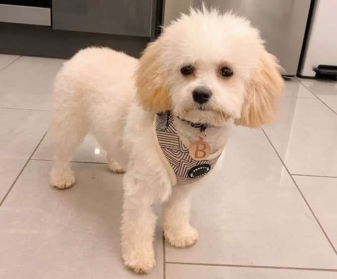 adopt a cavachon