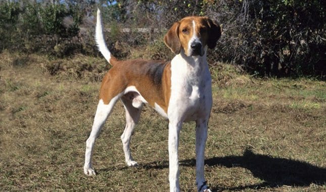 American Foxhound