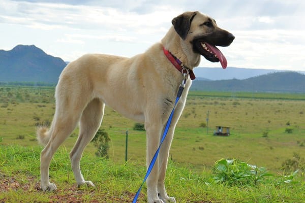 Anatolian Shepherd dog