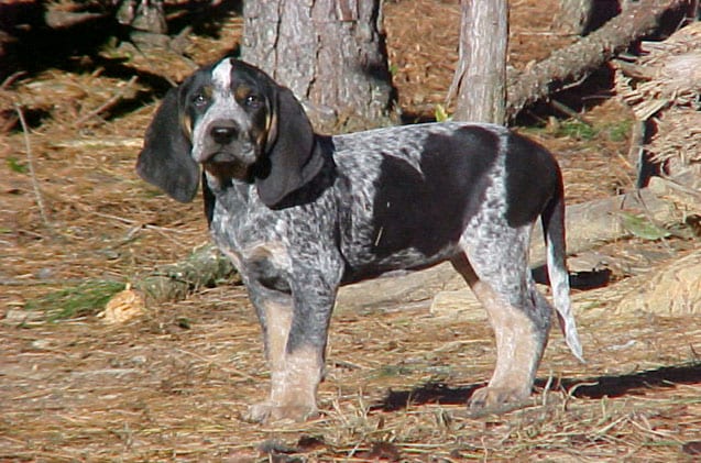 bluetick-coonhound