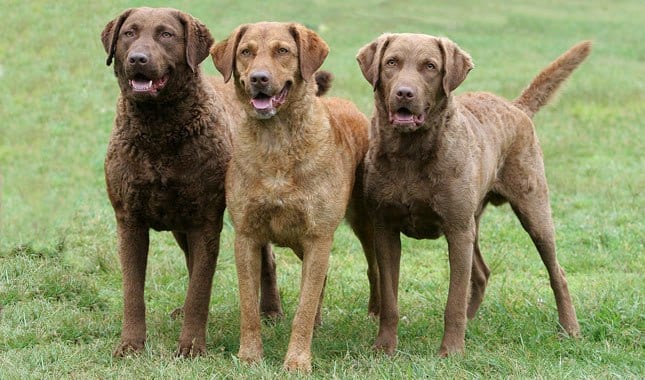 chesapeake-bay-retriever