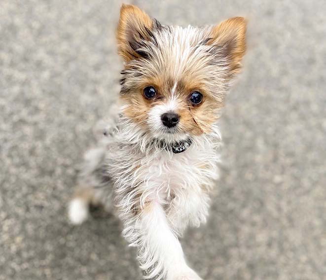 chorkie yorkie mix