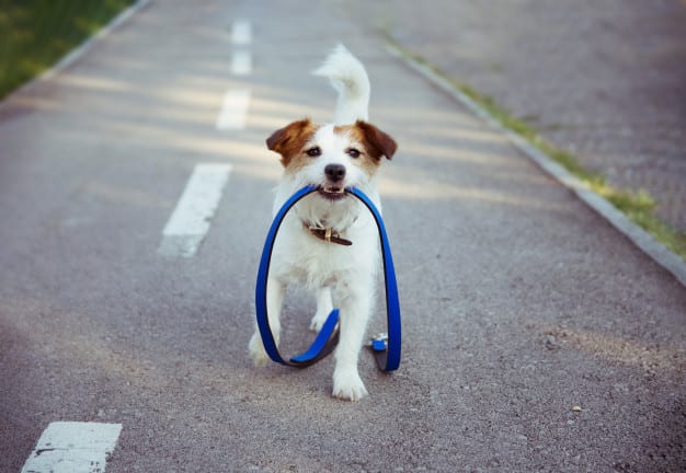 how-to-stop-my-dog-from-crying-in-the-crate