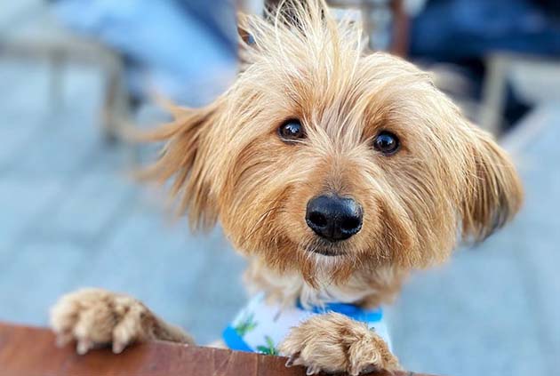 dorkie yorkie mix