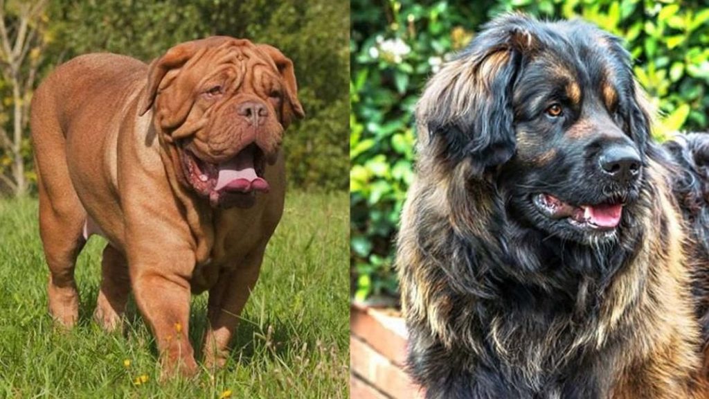 largest-dog-breeds