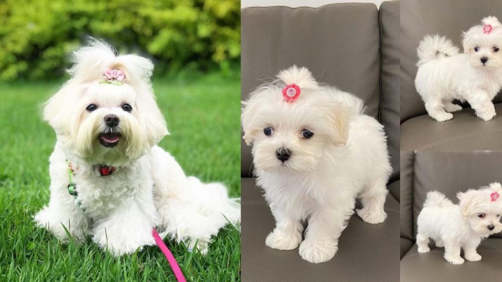 maltese-dog-breed-benefits