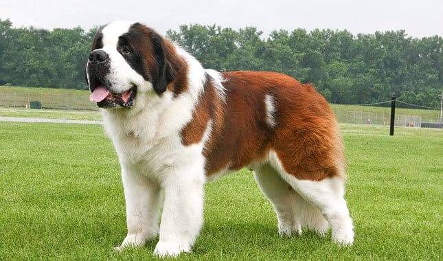 saint-bernard-strongest-dog-breed