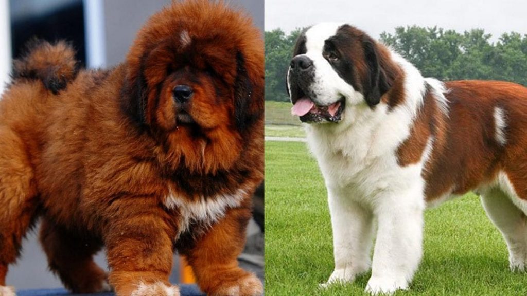 strongest-dog-breeds