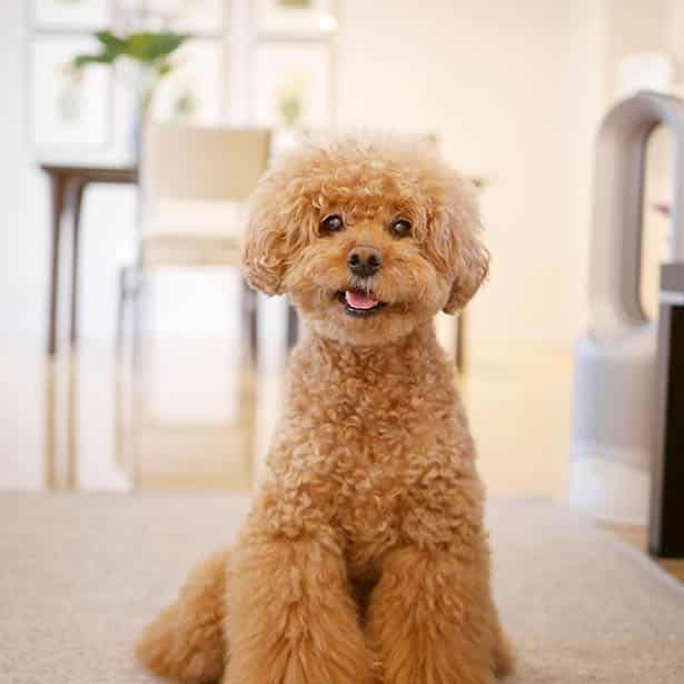 toy-poodle-facts