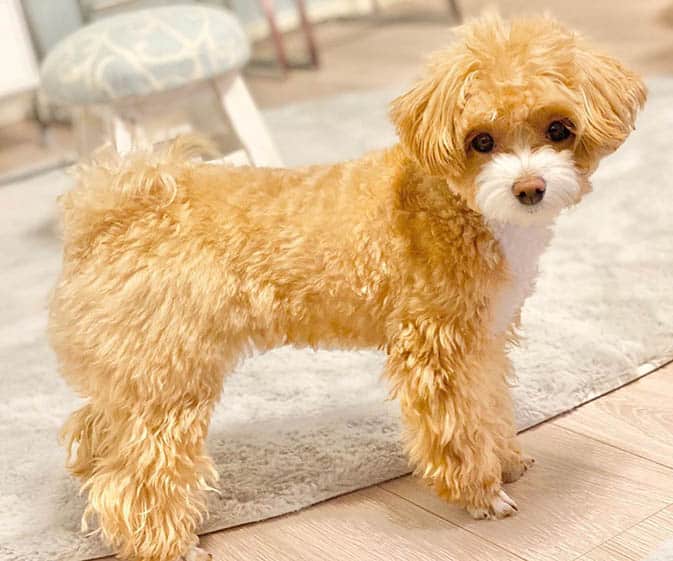 toy-poodle-facts