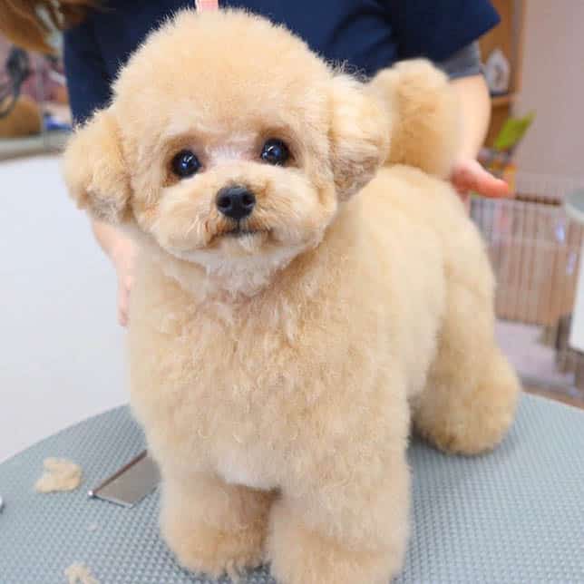 toy-poodle-long-dog-lifespan