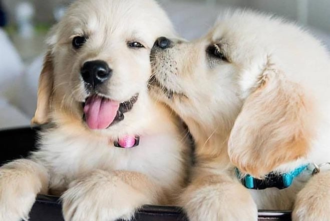 train-a-golden-retriever-puppy