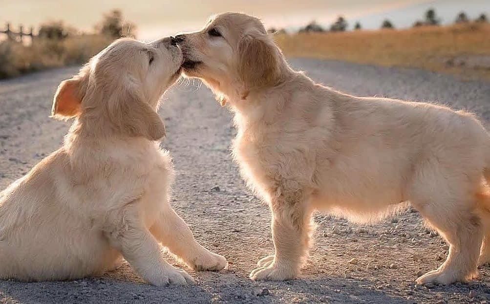 train-a-golden-retriever-puppy