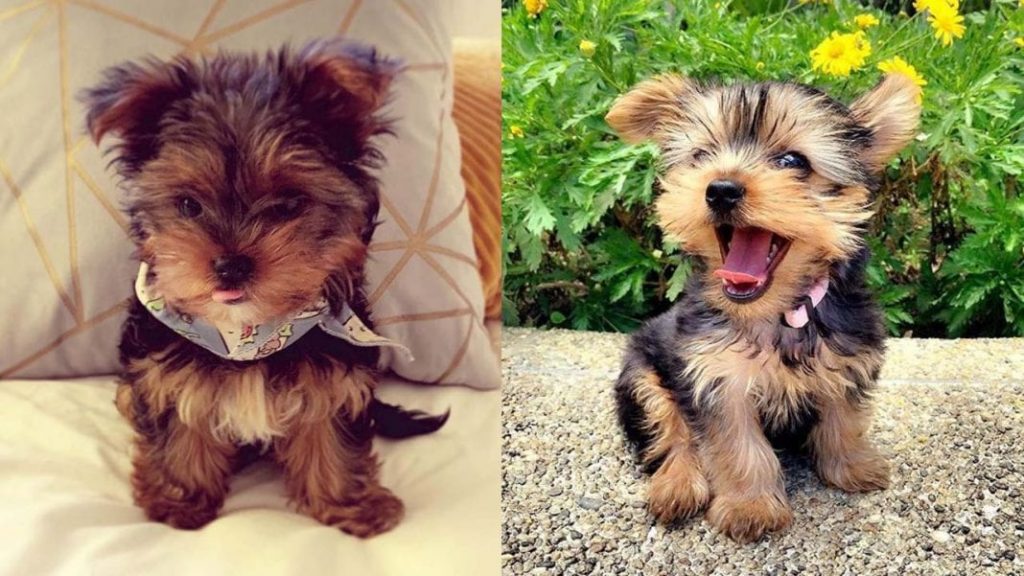 yorkie-mixes