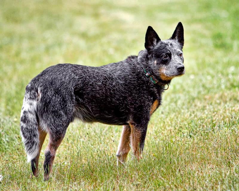 australia-cattle-dog