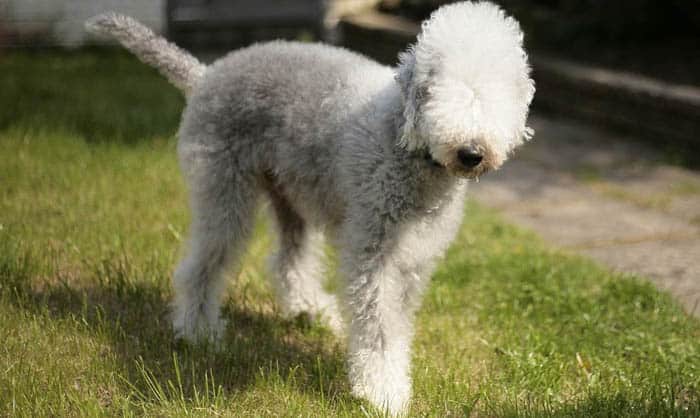 bedlington-terrier