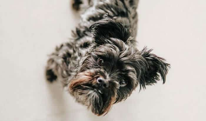 Affenpinscher dog