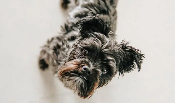 The 12 Fluffiest Dogs Ever! 1 Affenpinscher dog