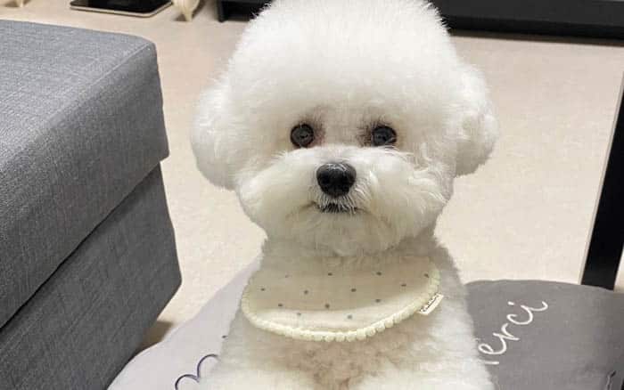 The 12 Fluffiest Dogs Ever! 1